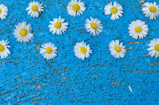 Light blue old textured background with daisy flowers turquoise background vintage top view