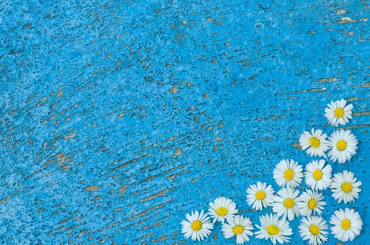 Light blue old textured background with daisy flowers turquoise background vintage top view