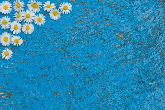 Light blue old textured background with daisy flowers turquoise background vintage top view