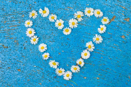 Heart shape formed from daisy flowers on an old texture light blue background  turquoise background vintage