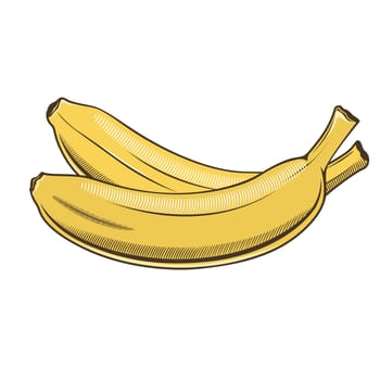 Bananas in vintage style. Line art illustration.