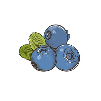 Bilberry in vintage style. Line art illustration.