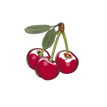 Cherry in vintage style. Line art illustration.