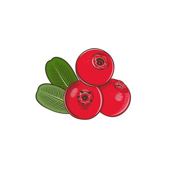 Cowberry in vintage style. Line art illustration.