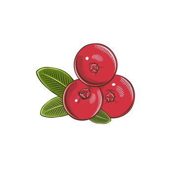 Cranberry in vintage style. Line art illustration.