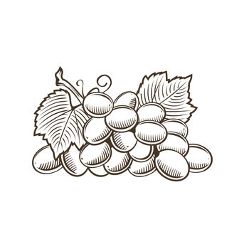 Grapes in vintage style. Line art illustration.