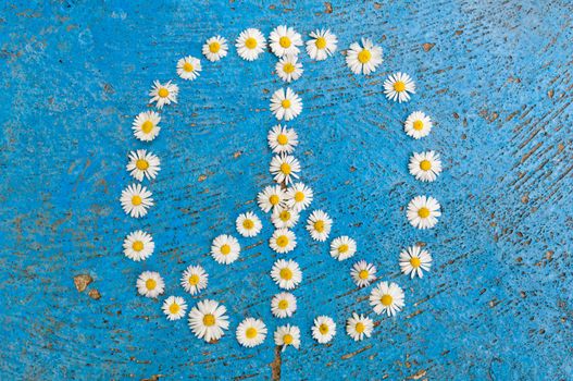 Peace sign, peace symbol, peace design created of daisy flowers on textured blue background