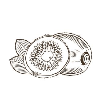 Kiwi in vintage style. Line art illustration.