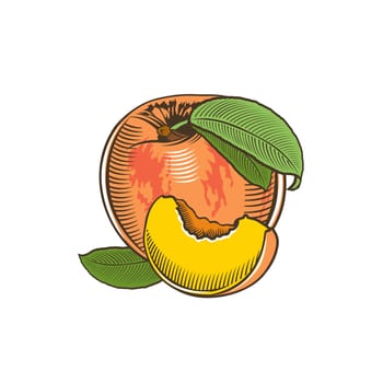 Peach in vintage style. Line art illustration.