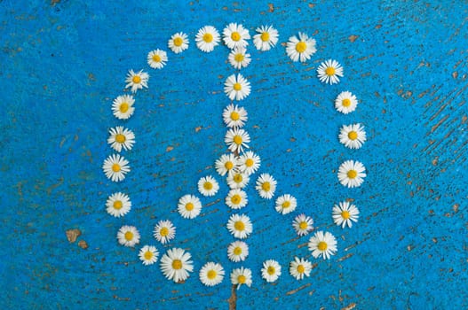 Peace sign, peace symbol, peace design created of daisy flowers on textured blue background