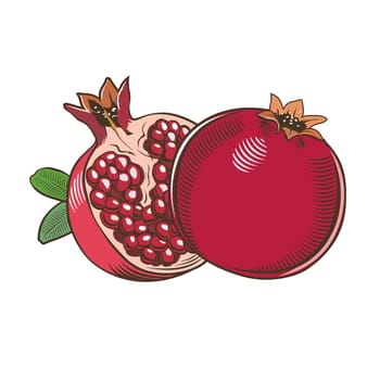 Pomegranates in vintage style. Line art illustration.