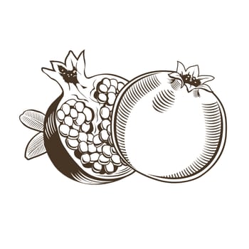 Pomegranates in vintage style. Line art illustration.