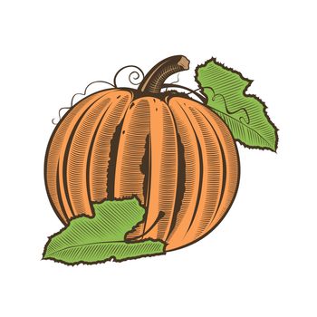 Pumpkin in vintage style. Line art illustration.