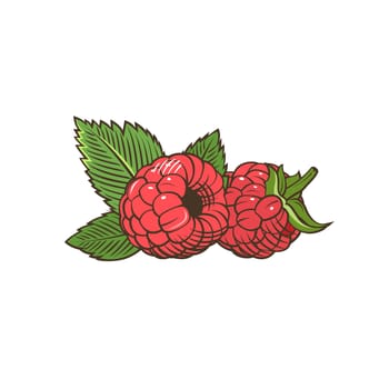 Raspberry in vintage style. Line art illustration.