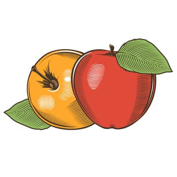 Apples in vintage style. Line art illustration.