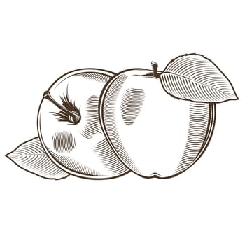 Apples in vintage style. Line art illustration.