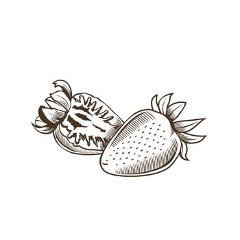 Strawberry in vintage style. Line art illustration.