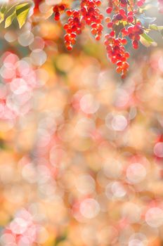 Red berries of the wild cherry and the background with natural bokeh, lots of space for text.