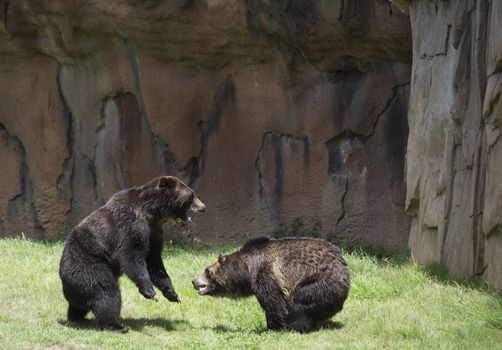 Brown bears (Ursus arctos) mating
