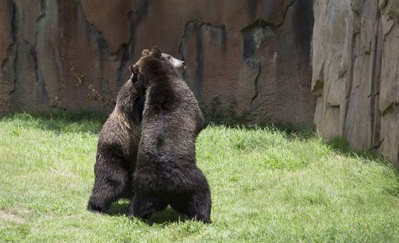 Brown bears (Ursus arctos) mating