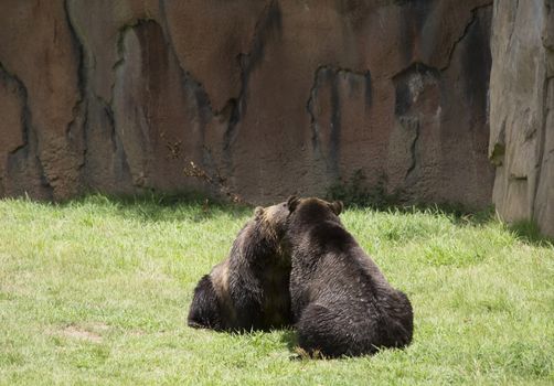 Brown bears (Ursus arctos) mating