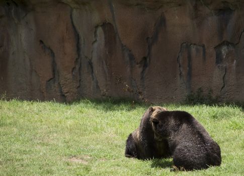 Brown bears (Ursus arctos) mating