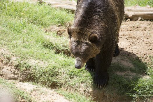 Brown bear (Ursus arctos) standing in a pasture