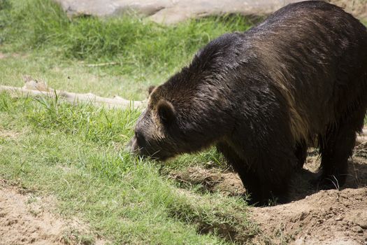 Brown bear (Ursus arctos) standing in a pasture