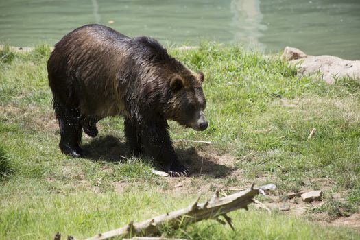 Brown bear (Ursus arctos) walking toward the camera