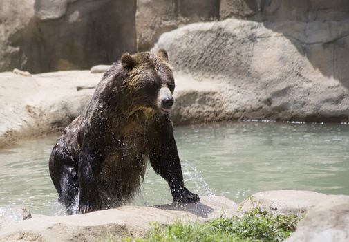 Brown bear (Ursus arctos) getting out of the water