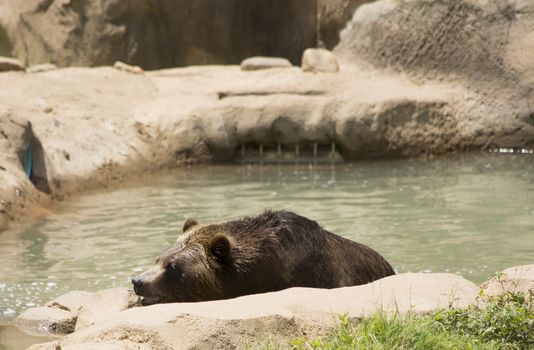 Brown bear (Ursus arctos) swimming