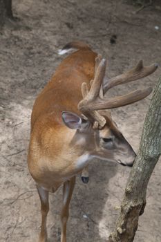 Buck with velvet antlers in the forest
