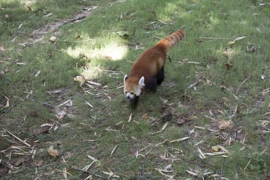 Red panda (Ailurus fulgens), or red bear-cat, walking in a grassy pasture