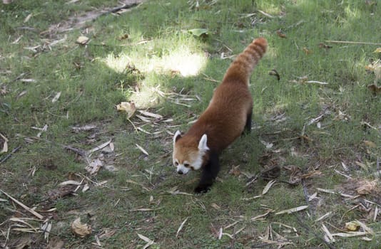 Red panda (Ailurus fulgens), or red bear-cat, walking in a grassy pasture