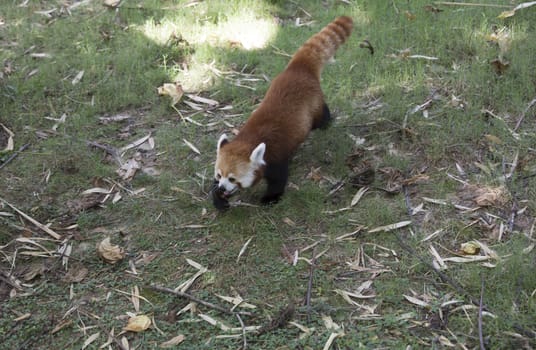 Red panda (Ailurus fulgens), or red bear-cat, walking in a grassy pasture