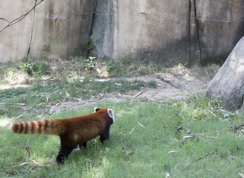 Red panda (Ailurus fulgens), or red bear-cat, walking away