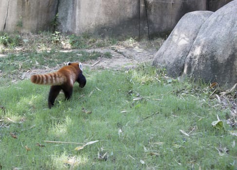 Red panda (Ailurus fulgens), or red bear-cat, walking away