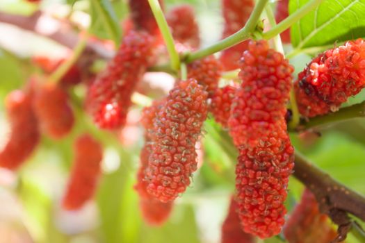 Red mulberries on the branch, stock photo