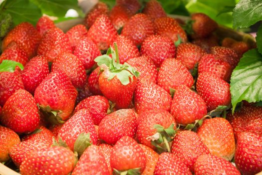 Background of freshly harvested strawberries, stock photo