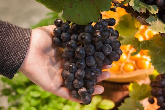 Hands holding a bunch of grapes, stock photo