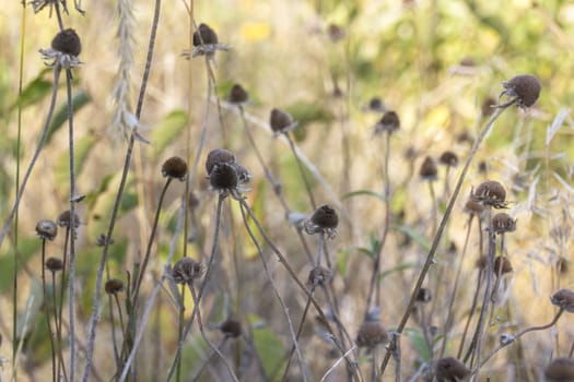 Dead coneflowers in Autumn.