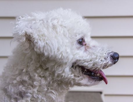 A profile photo of a dog panting due to the heat.