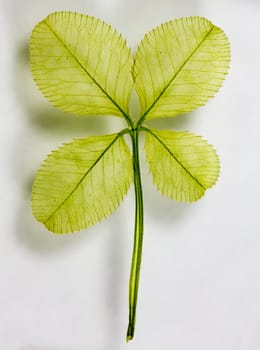 An up-close shot of a four leaf clover.