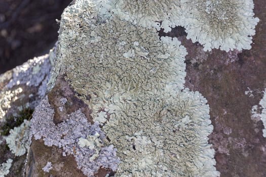 Lichen growing on a rock. Taylors Falls, Minnesota.