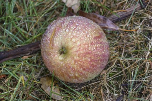 An apple that had fallen to the ground at an orchard.