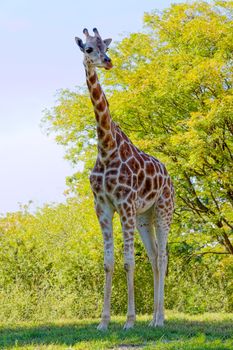 A Giraffe in natural habitat on a bright sunny day.
