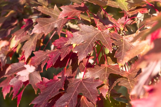 Leaves on a maple tree changing to a reddish color in Autumn.