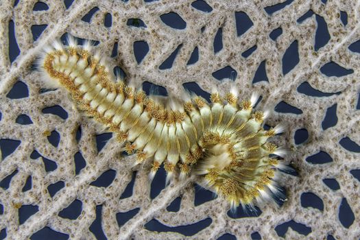 Closeup of a Bearded Fireworm (Hermodice carunculata) on a Sea Fan - Roatan, Honduras