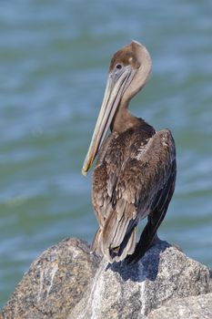 Immature Brown Pelican (Pelecanus occidentalis) perched on a rock overlooking the Gulf of Mexico - St. Petersburg, Florida