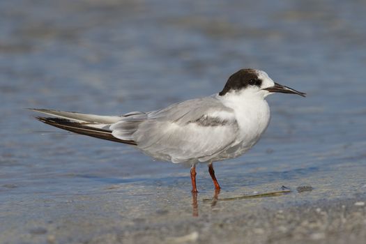 Common Tern (Sterna hirundo) with a deformed beak resting on a beach - St. Petersburg, Florida